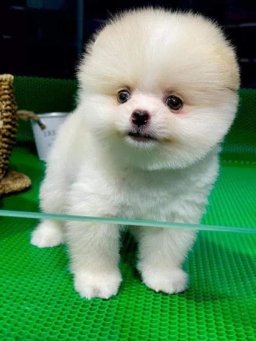 Teddy Surat Pomeranian Yavruları