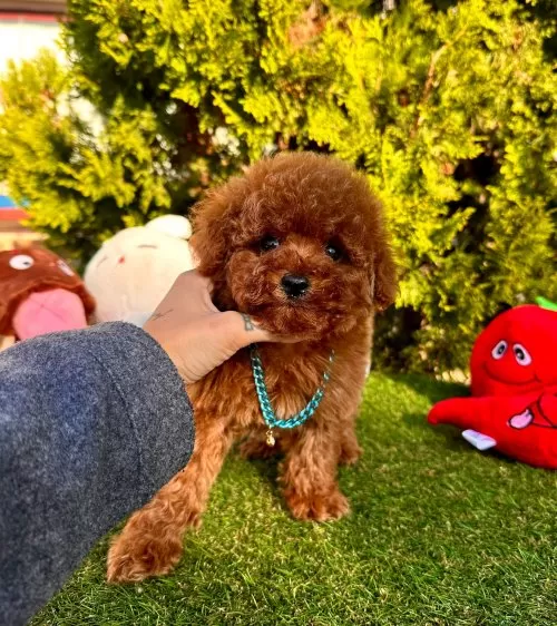 Red Brown Renkli Mikro Poodle Bebekler