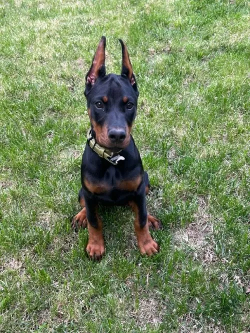 A Scr Li, Dobermann Yavrularımız Yeni Yuvlarini Arıyor.