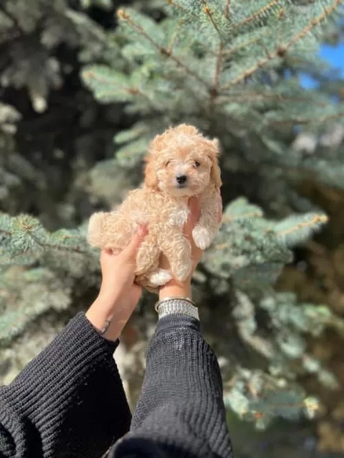 Çanta Boy Sevimlilik Ufacık Boy Toy Poodle
