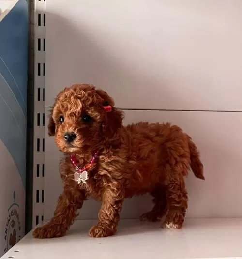 Toy Poodle Irk Ve Sağlık Garantili