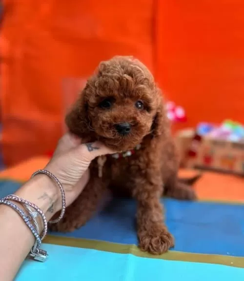 Mutlu Sempatik Akil Kupu Toy Pooodle Bebişler