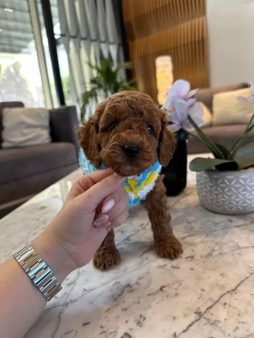 Sahibinden Toy Poodle Beyaz Görüşülür