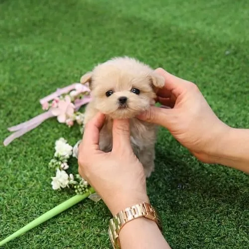 Kore Orjınal Irk  Maltıpoo Yavrumuz