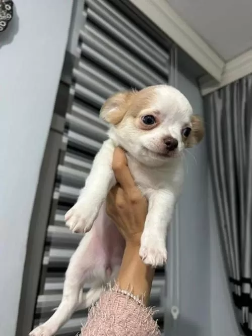 Safkan Chihuahua Yavrularımız