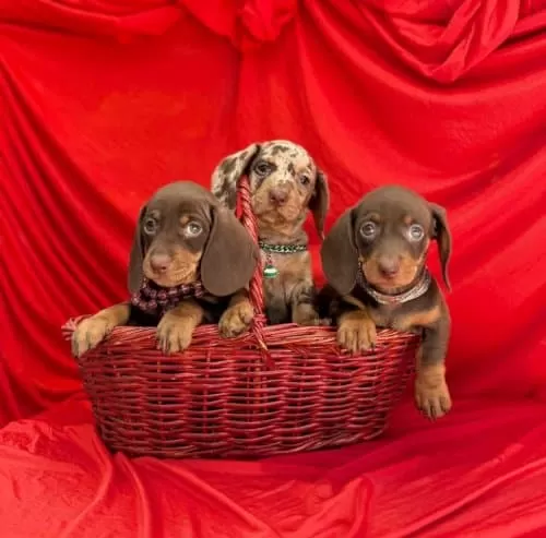 Dachshund Sosis Köpek Mini Boy Yavrular