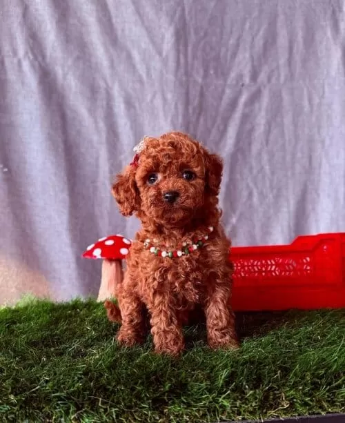 Minyatür Toy Poodle Safkan Karamel Rengi