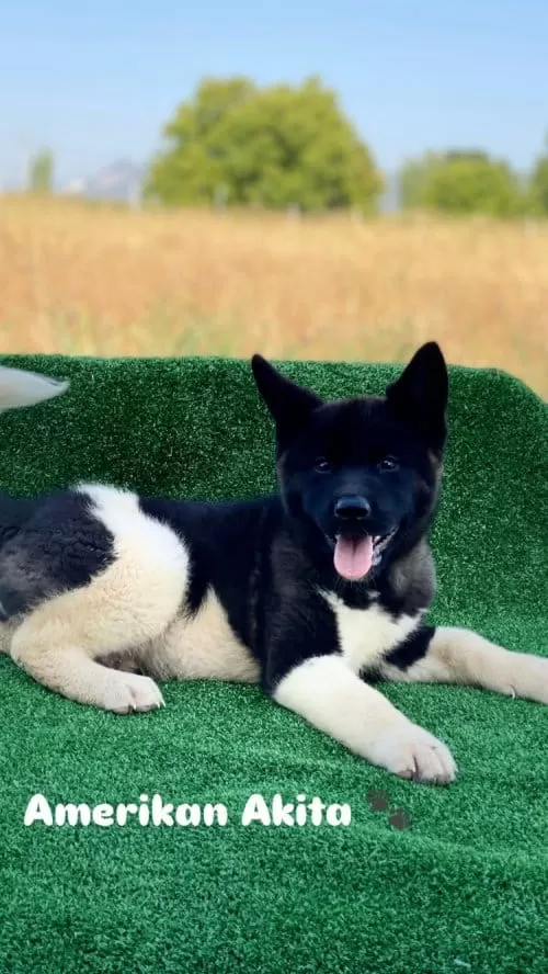 Kif Secreleri Akita Uni Amerikan