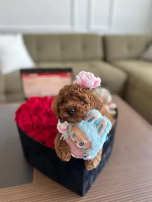 Nadir Guzellikteki Kore Toy Poodle Cocuklarim