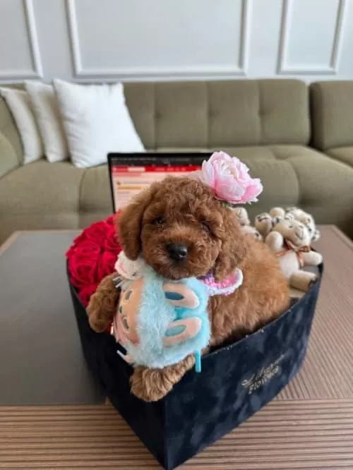 Nadir Guzellikteki Kore Toy Poodle Cocuklarim