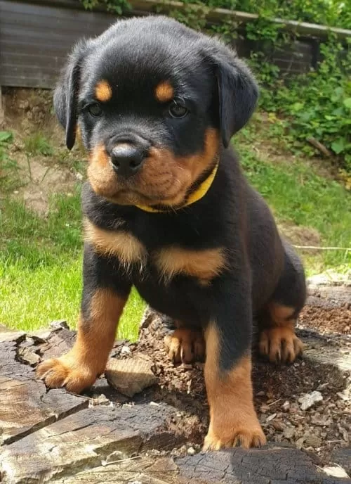 Evimizde Beslediğimiz Rottweiler In Saf Alman Yavruları