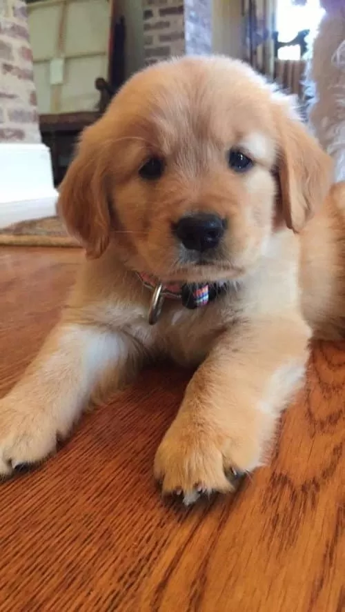 4 Aylık Dişi Golden Retrieverr