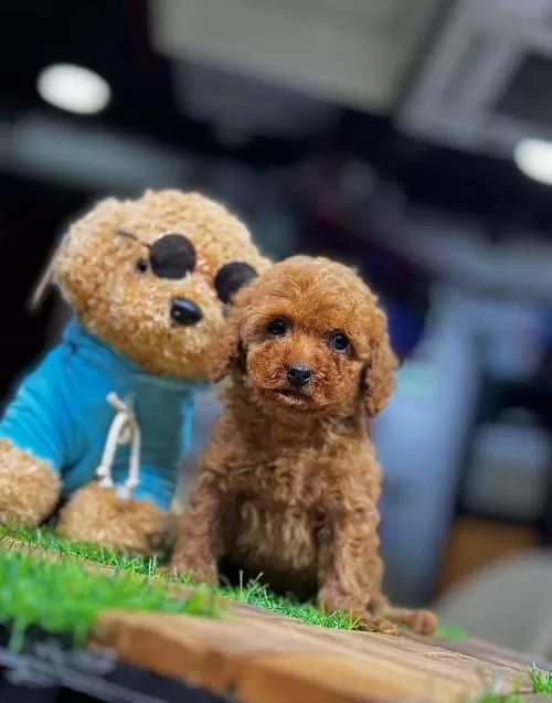 Poodle Teacup Hakiki Kore Kanı