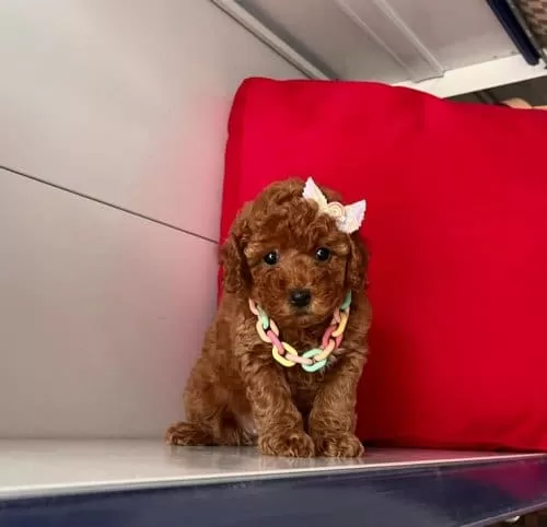 Yuvanizin Yeni Uyesi Korean Toy Poodle Cocuklarimiz