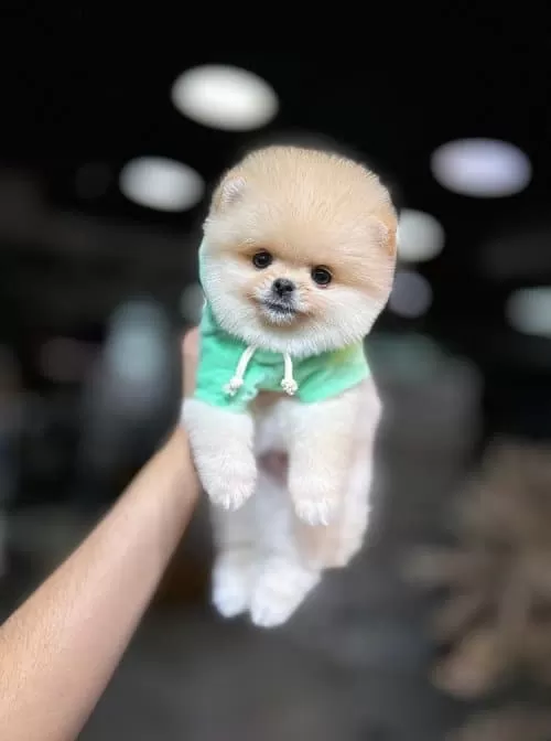 Uysal Oyuncu Pomeranian Boo