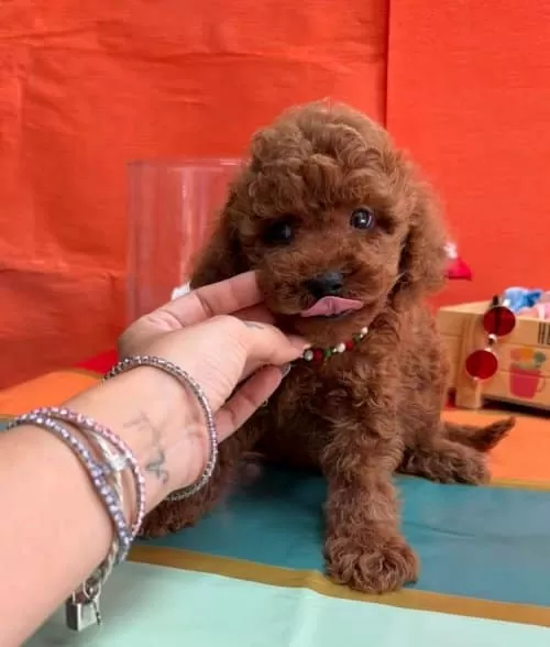 Mutlu Sempatik Akil Kupu Toy Pooodle Bebişler