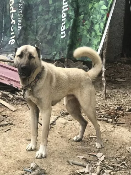 4 Tane Dev Kangal Yavru