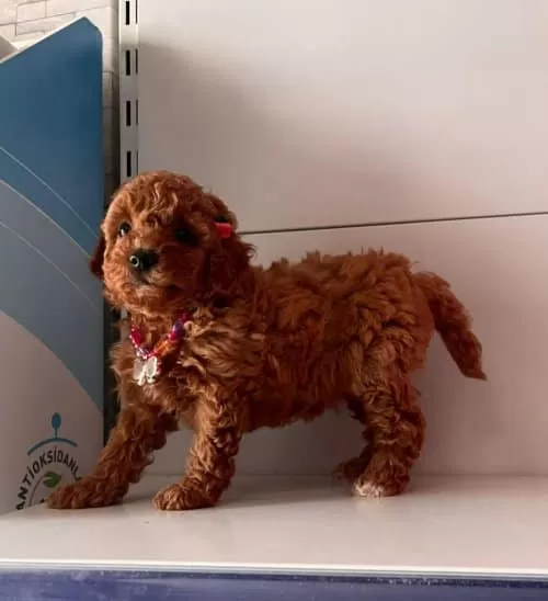 Toy Poodle Irk Ve Sağlık Garantili