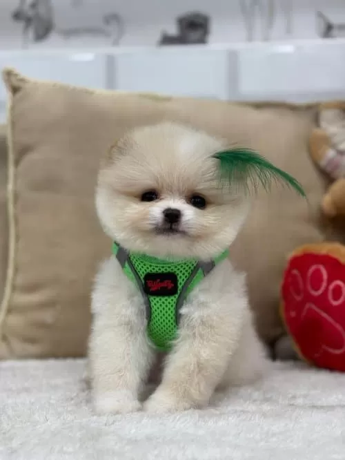 Safkan Teddybear Kore Pomeranian Yavrularımız