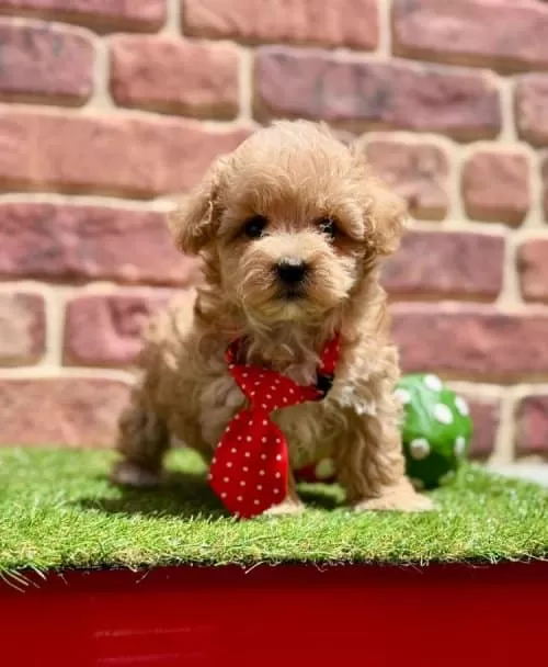 Anatomi Harikası Maltipoo Yavrularımız