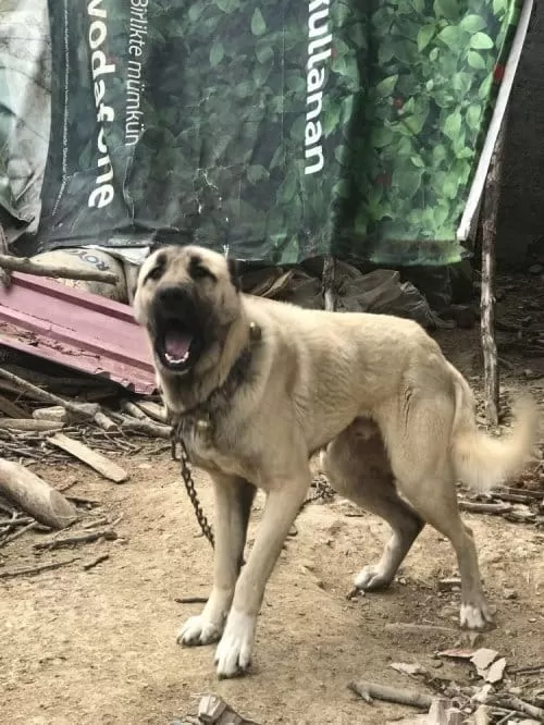 4 Tane Dev Kangal Yavru