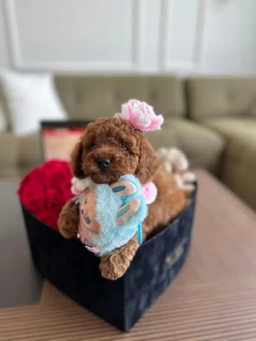 Nadir Guzellikteki Kore Toy Poodle Cocuklarim