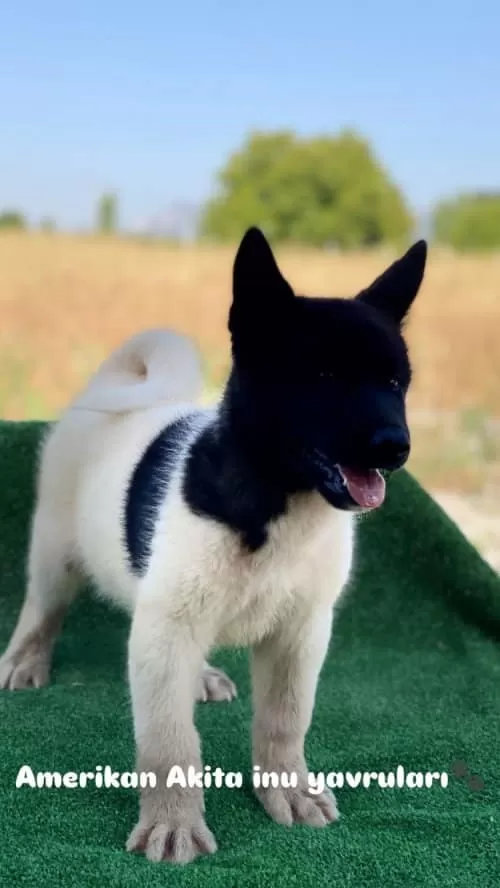 Kif Secreleri Akita Uni Amerikan