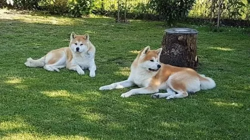Şampiyon Anne Ve Babadan Amerikan Akita Yavru