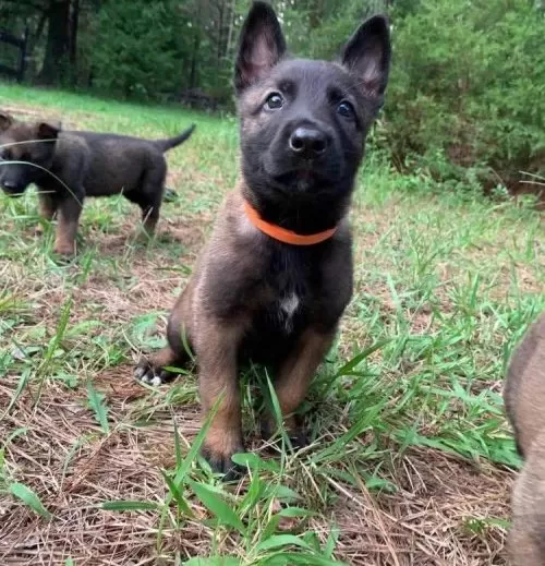 Belçika Kurdu Malinois 3.5 Aylık Erkek