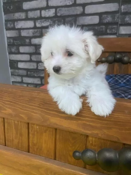 Maltese Terrier Dişi Yavularımız
