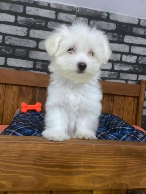 Maltese Terrier Dişi Yavularımız