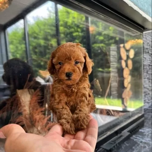 Poncik Sevgi Dolu Toy Poodle Bebeklerimiz