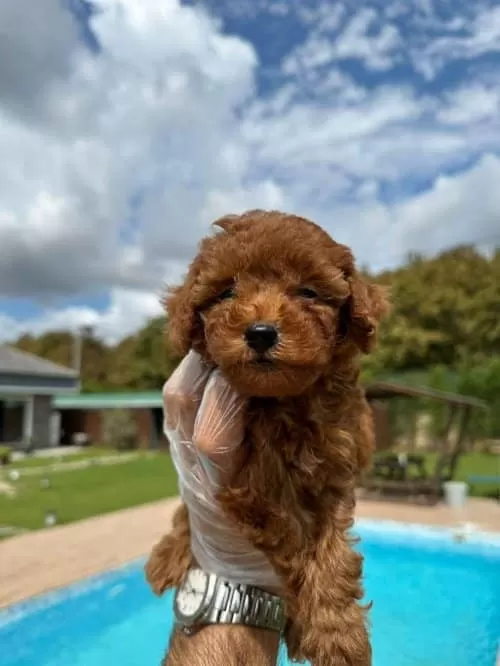 Poncik Sevgi Dolu Toy Poodle Bebeklerimiz