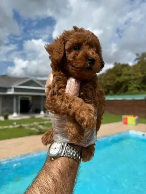 Poncik Sevgi Dolu Toy Poodle Bebeklerimiz