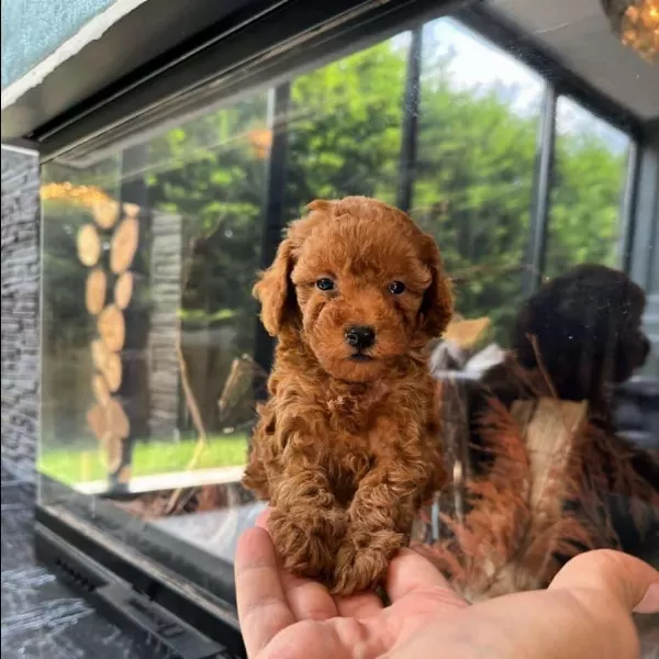 Toypoodle Sahiplendirilecek Ücretli