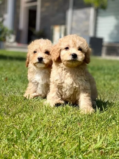 Maltipoo Yavrum Yeni Sahibini Arıyor