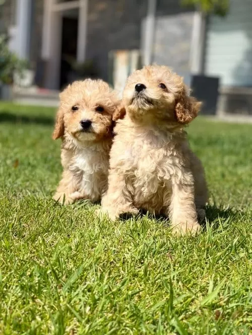 Maltipoo Yavrum Yeni Sahibini Arıyor