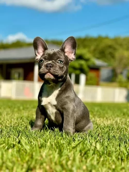 French Bulldog 2 Aylık 2 Kilo Sadece Sütle Besleniyor