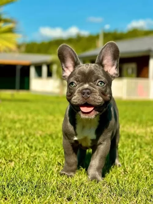 French Bulldog 2 Aylık 2 Kilo Sadece Sütle Besleniyor