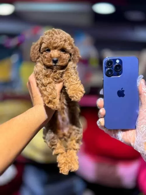 Kore Kan Orjinal Toy Poodle Yavrular