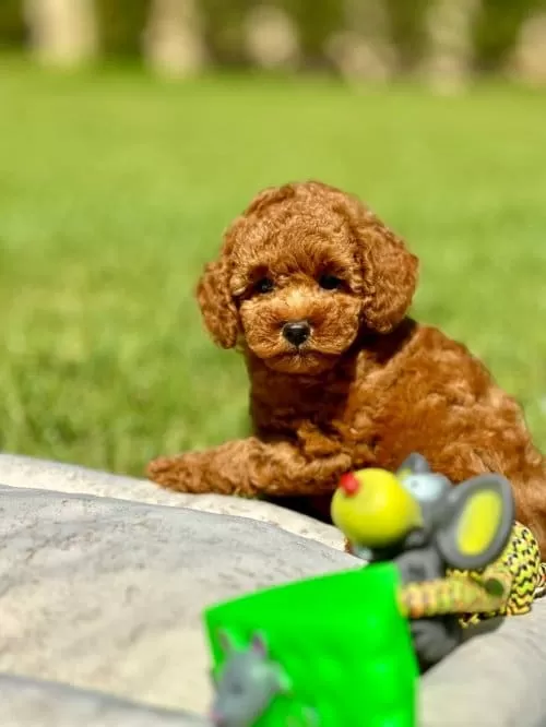 Masum Ve Yumos Tuylu Kore Poodle Yavrularım