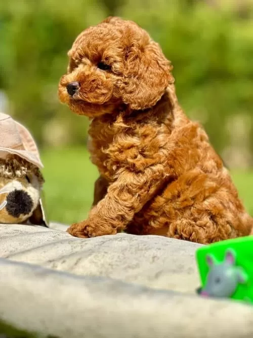 Masum Ve Yumos Tuylu Kore Poodle Yavrularım