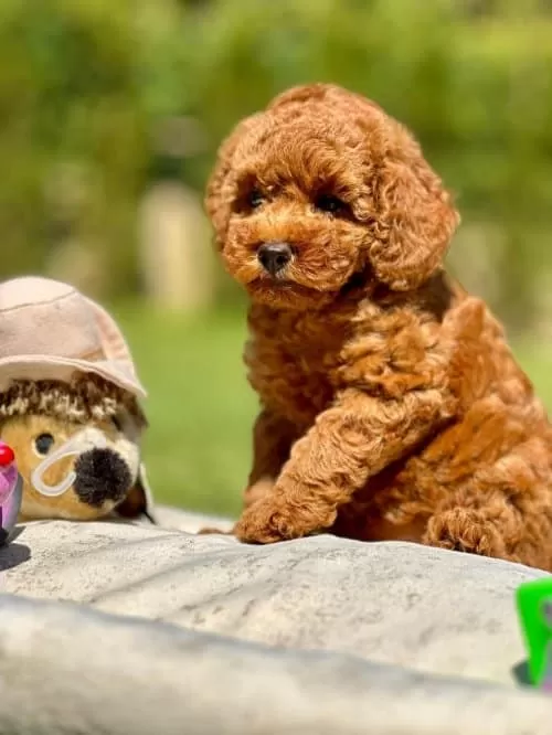 Masum Ve Yumos Tuylu Kore Poodle Yavrularım