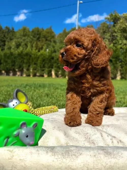 Zeki Ve Eğitilebilir Irk Garantili Toy Poodle
