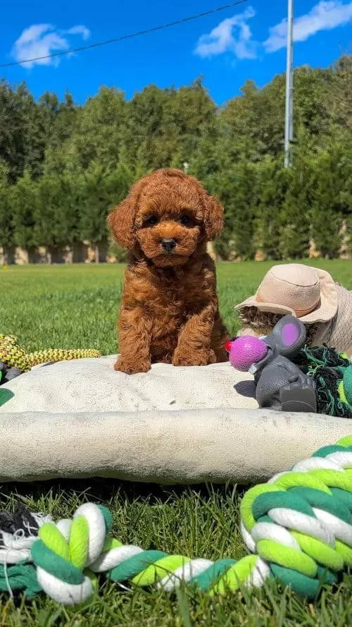 Zeki Ve Eğitilebilir Irk Garantili Toy Poodle