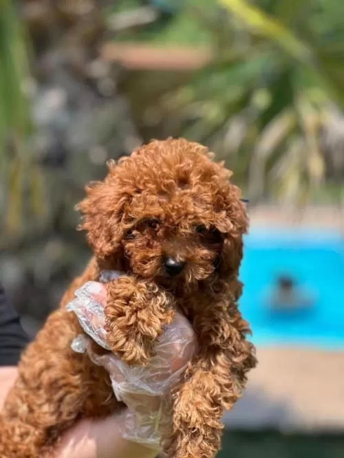 Ev Halkilinin Neşe Adayi Toy Poodle kardeşler