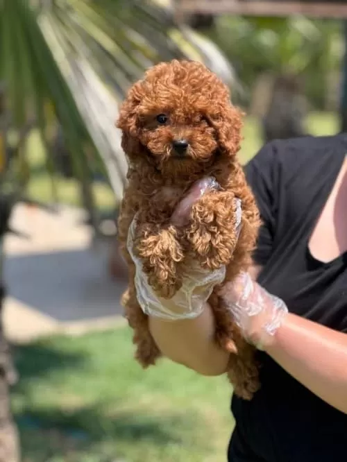Ev Halkilinin Neşe Adayi Toy Poodle kardeşler