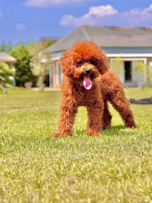 Poodle Red Brown sahiplendirme