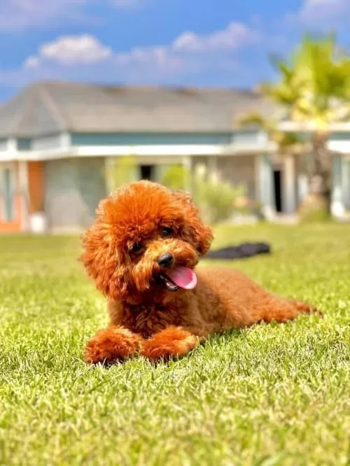 Poodle Red Brown sahiplendirme