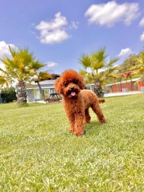Poodle Red Brown sahiplendirme